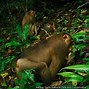 Beruang Menyerang Orang Berburu Babi Hutan Di Indonesia